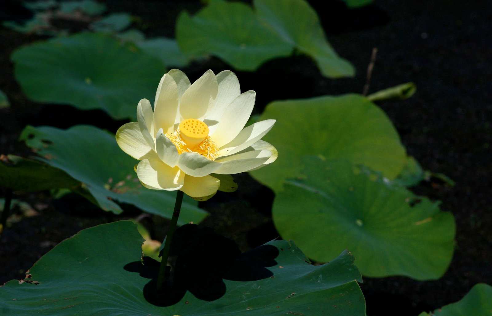 Yellow Lotus (Nelumbo lutea)